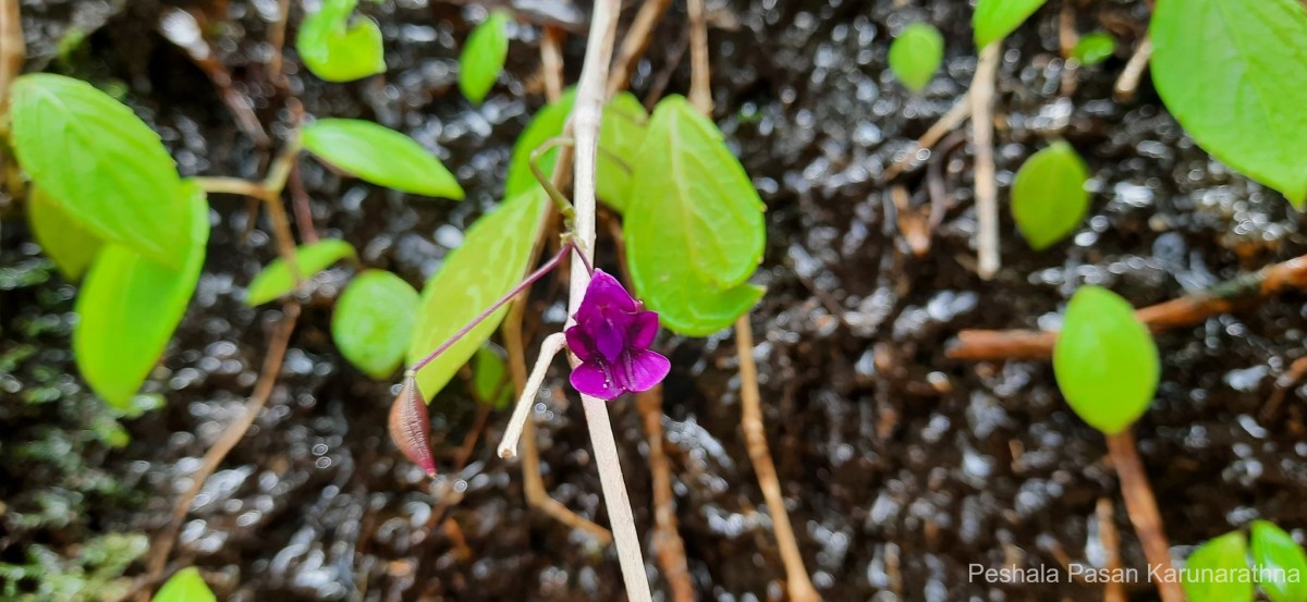 Impatiens janthina Thwaites